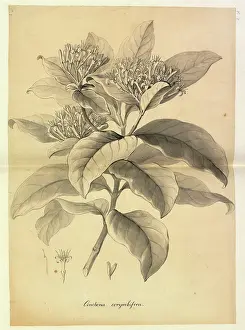 Wash: Badusa corymbifera