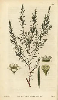 Shrubby: Baeckea frutescens
