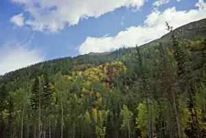 Matvievsky: Baikal-Amur Mainline, 1979