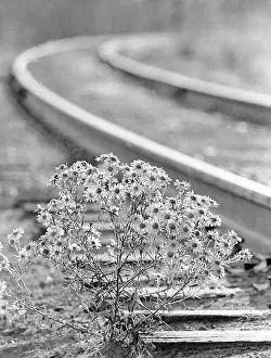 Thousand: Baikal-Amur Mainline construction, 1984