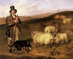 Bailiff: Bailiff and Sheep