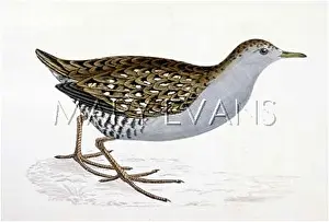 Crake: BAILLON'S CRAKE