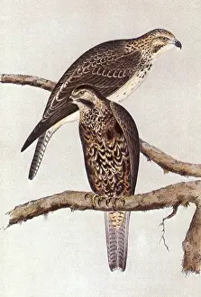Bairds: Baird's Buzzard, Buteo Bairdii