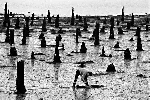 Digger: Bait digging, Lorient, France