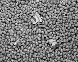 Frt001: Baked Beans Retro