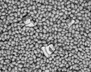 Frt001: Baked Beans Retro