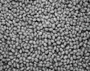 Frt001: Baked Beans Retro