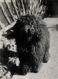 Shirley Baker: The Baker's pet poodle Ruff