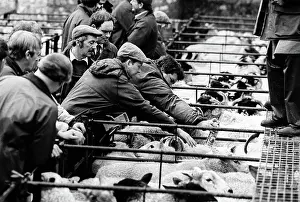 Bakewell: Bakewell, Derbyshire Cattle Market - 3