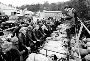 Bakewell: Bakewell, Derbyshire Cattle Market - 4