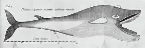 Greenland: Balaena mysticetus, bowhead whale