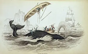 Whaling: Balaena mysticetus, bowhead whale