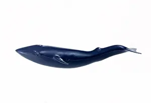 Musculus: Balaenoptera musculus, blue whale