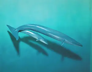 Musculus: Balaenoptera musculus, blue whale