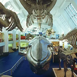 Musculus: Balaenoptera musculus, blue whale