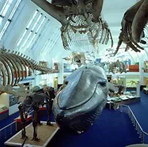 Musculus: Balaenoptera musculus, blue whale