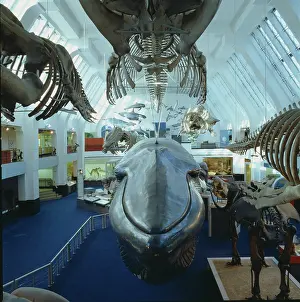 Musculus: Balaenoptera musculus, blue whale