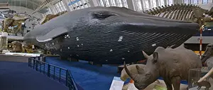 Musculus: Balaenoptera musculus, blue whale