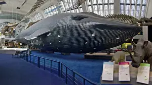 Musculus: Balaenoptera musculus, blue whale