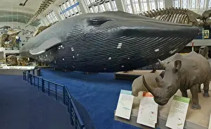 Musculus: Balaenoptera musculus, blue whale