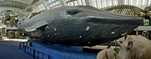 Musculus: Balaenoptera musculus, blue whale