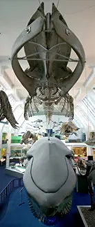Musculus: Balaenoptera musculus, blue whale