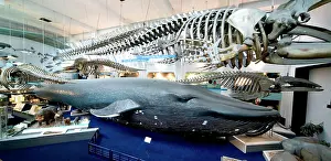 Musculus: Balaenoptera musculus, blue whale