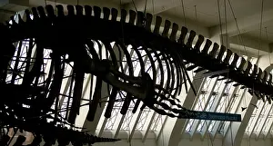 Musculus: Balaenoptera musculus, blue whale
