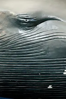 Musculus: Balaenoptera musculus, blue whale