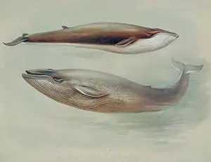 Musculus: Balaenoptera musculus, blue whale and Balaenoptera physalus