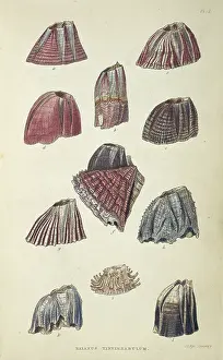 Acorn: Balanus tintinnabulum, balanidae barnacles