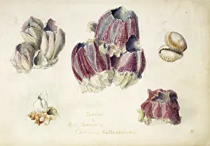 Acorn: Balanus tintinnabulum, bell barnacle