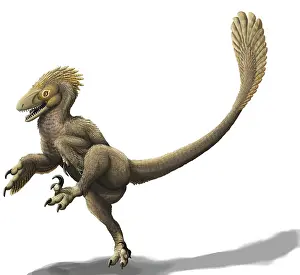 Contour: Balaur bondoc, a strange Romanian dromaeosaur