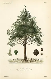 Chauve: Bald cypress or swamp cypress tree, Taxodium distichum