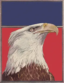 Horsfall: Bald Eagle