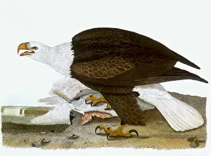 Nationalistic: Bald Eagle