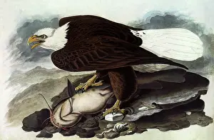 Catfish: Bald Eagle with Catfish