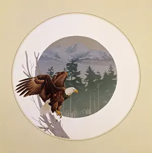 Leucocephalus: Bald Eagle (Haliaeetus leucocephalus)