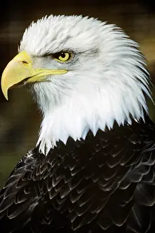 Swooping: Bald Eagle Haliaeetus Leucocephalus