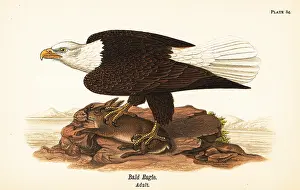Peregrine: Bald eagle, Haliaeetus leucocephalus