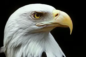 Swooping: Bald Eagle Haliaeetus Leucocephalus Profile of Head