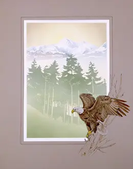 Firs: Bald Eagle and Mountain scenery