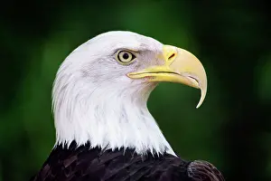 Leucocephalus: bald eagle portrait haliaeetus leucocephalus