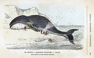 Mysticetus: BALEANA WHALE