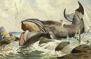 Seagulls: Baleen whale