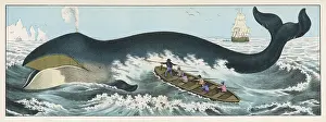 Whaling: BALEEN WHALE & WHALERS