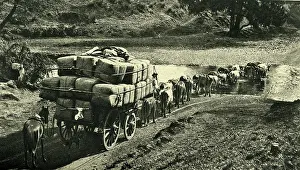 Bales: Bales of wool being transported from Riverina, Australia