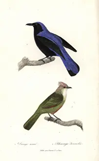 Azure: Baliccasiao and crested gallito
