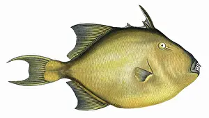 Balistes: Balistes capriscus, or Grey Triggerfish