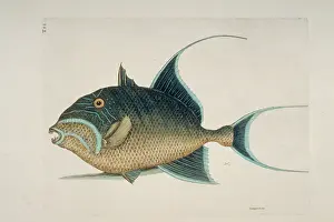 Streamer: Balistes vetula, queen trigggerfish